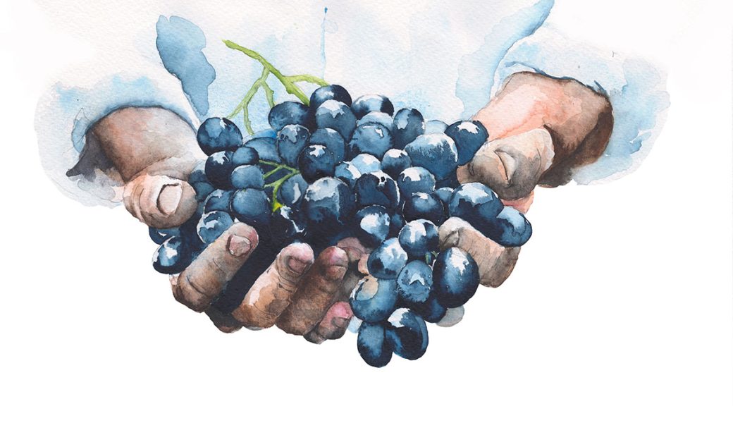 Hände, die Weintrauben halten